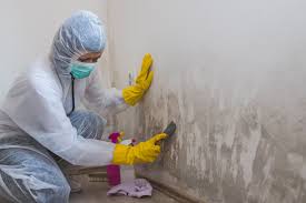 Best Mold Odor Removal Services  in USA